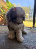 Orange, a female Aussiedoodle and Miniature Aussiedoodle for sale in Lake City, FL – 7 of 9