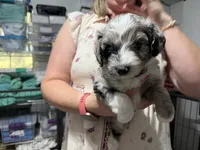Tan, a female Aussiedoodle and Miniature Aussiedoodle for sale in Lake City, FL – 5 of 9