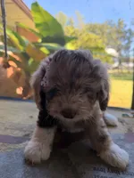 Lavender, a female Aussiedoodle and Miniature Aussiedoodle for sale in Lake City, FL – 9 of 9