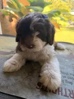 Blue, a male Aussiedoodle and Miniature Aussiedoodle for sale in Lake City, FL – 9 of 9