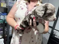 Grey , a male Aussiedoodle for sale in Lake City, FL – 6 of 9