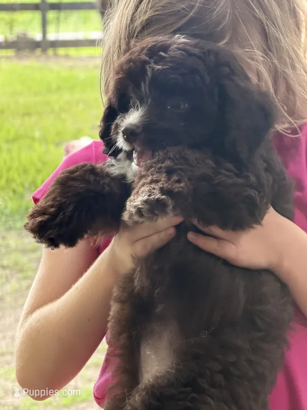 Pinky – Miniature Aussiedoodle puppy for sale in Lake City, FL