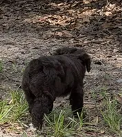 Pinky, a female Miniature Aussiedoodle for sale in Lake City, FL – 2 of 4