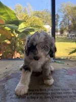 Tan, a female Aussiedoodle and Miniature Aussiedoodle for sale in Lake City, FL – 7 of 9