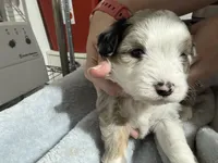 Lavender, a female Aussiedoodle and Miniature Aussiedoodle for sale in Lake City, FL – 6 of 9