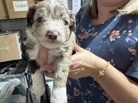 Grey , a male Aussiedoodle for sale in Lake City, FL – 2 of 9
