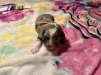 Tan, a female Aussiedoodle for sale in Lake City, FL – 1 of 3