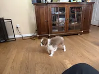 Pickle (White), a male Aussiedoodle and Miniature Aussiedoodle for sale in Lake City, FL – 7 of 8