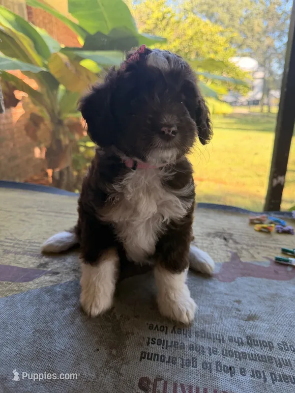 Pink – Aussiedoodle, Miniature Aussiedoodle puppy for sale in Lake City, FL