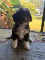 Pink, a female Aussiedoodle and Miniature Aussiedoodle for sale in Lake City, FL – 9 of 9