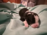 6, a male Aussiedoodle for sale in Lake City, FL – 3 of 3