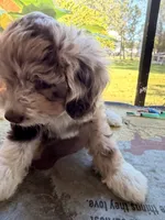 Lavender, a female Aussiedoodle and Miniature Aussiedoodle for sale in Lake City, FL – 7 of 9