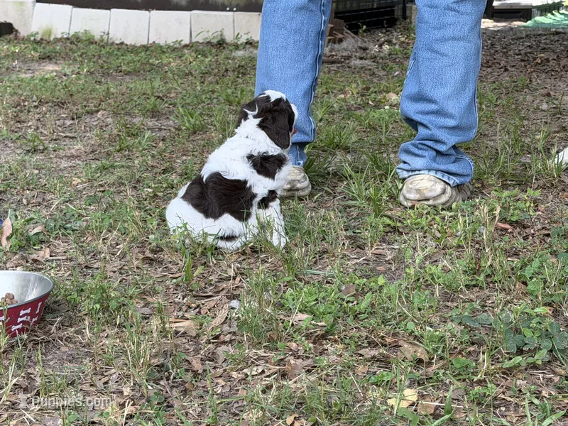 Brown – Miniature Aussiedoodle puppy for sale in Lake City, FL