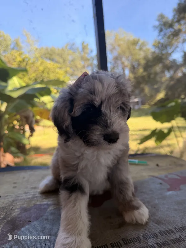 Grey  – Aussiedoodle, Miniature Aussiedoodle puppy for sale in Lake City, FL