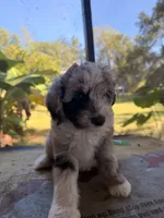 Grey , a male Aussiedoodle for sale in Lake City, FL – 8 of 9