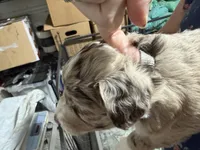 Grey , a male Aussiedoodle for sale in Lake City, FL – 3 of 9