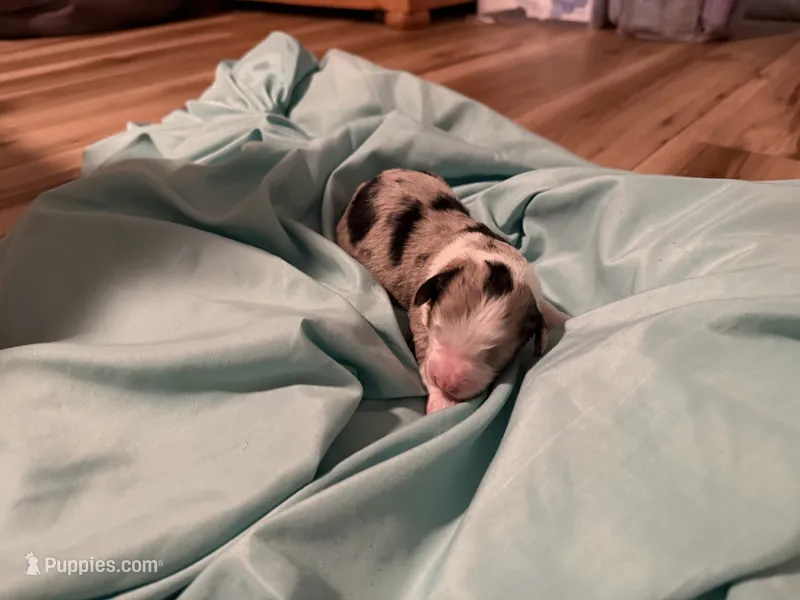 10 – Aussiedoodle puppy for sale in Lake City, FL