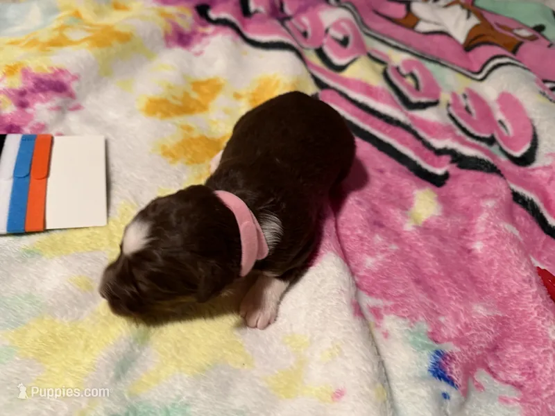 Pink – Aussiedoodle puppy for sale in Lake City, FL