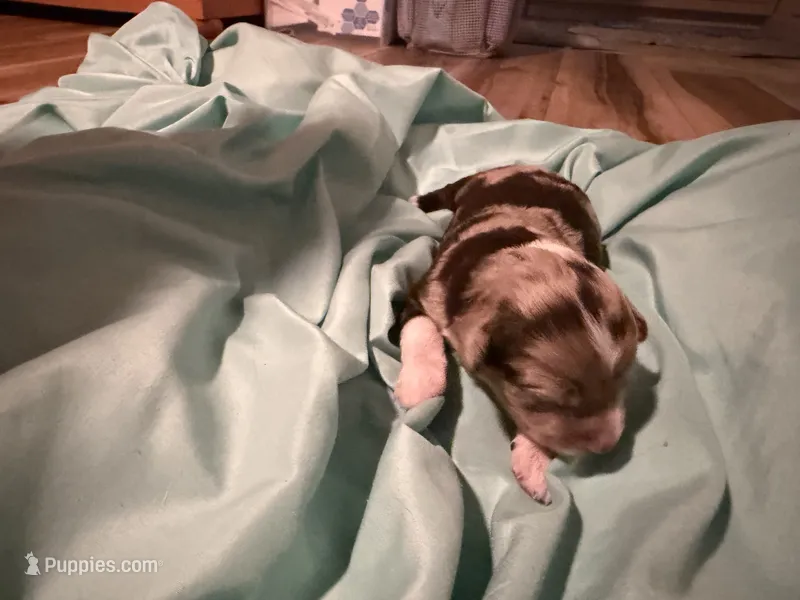8 – Aussiedoodle puppy for sale in Lake City, FL