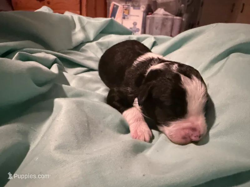 6 – Aussiedoodle puppy for sale in Lake City, FL