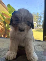 Lt blue, a male Aussiedoodle and Miniature Aussiedoodle for sale in Lake City, FL – 8 of 9