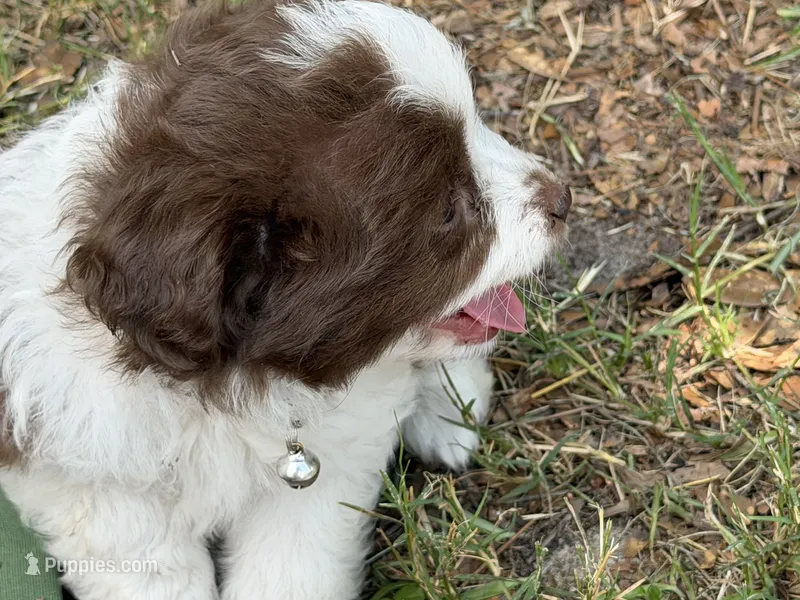 White – Miniature Aussiedoodle puppy for sale in Lake City, FL