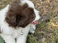 White, a female Miniature Aussiedoodle for sale in Lake City, FL – 1 of 2