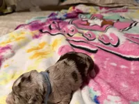 Grey , a male Aussiedoodle for sale in Lake City, FL – 2 of 3