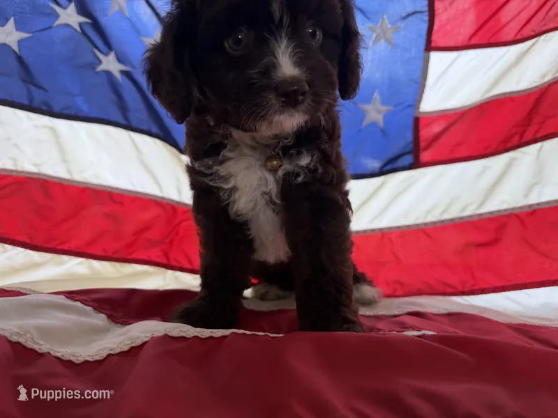 Pinky – Miniature Aussiedoodle puppy for sale in Lake City, FL
