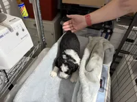 Yellow, a male Aussiedoodle and Miniature Aussiedoodle for sale in Lake City, FL – 7 of 9