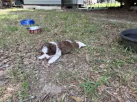 Grey, a male Miniature Aussiedoodle for sale in Lake City, FL – 3 of 3