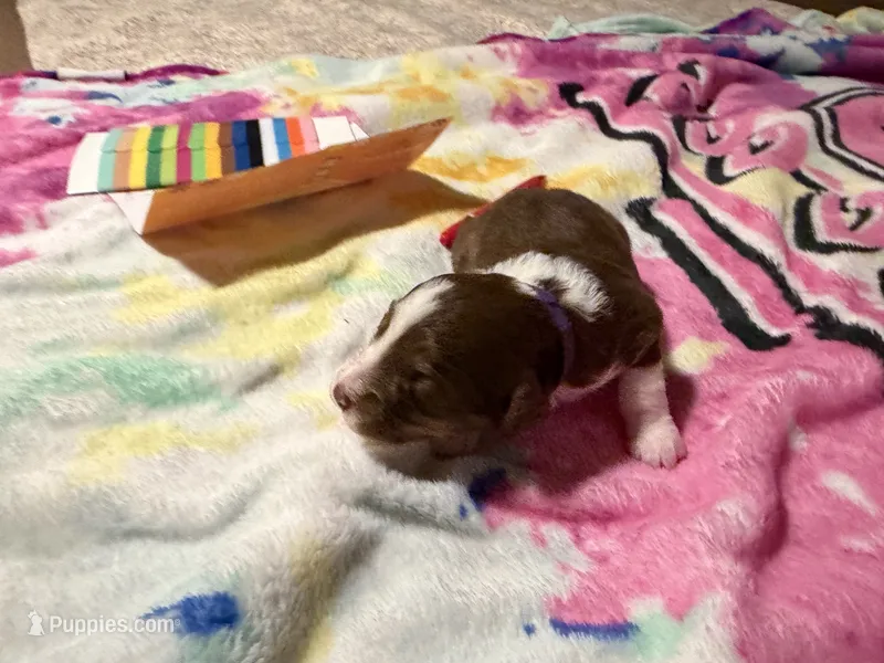 Purple – Aussiedoodle puppy for sale in Lake City, FL