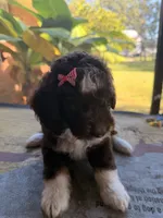 Pink, a female Aussiedoodle and Miniature Aussiedoodle for sale in Lake City, FL – 7 of 9