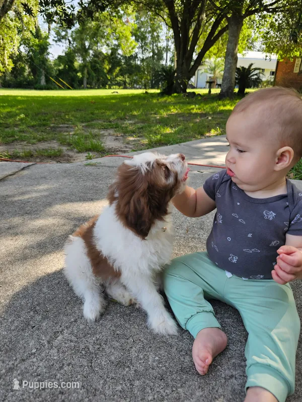 Blue – Miniature Aussiedoodle puppy for sale in Lake City, FL