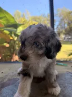 Grey , a male Aussiedoodle for sale in Lake City, FL – 7 of 9