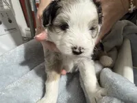 Lavender, a female Aussiedoodle and Miniature Aussiedoodle for sale in Lake City, FL – 5 of 9