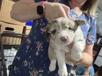 Orange, a female Aussiedoodle and Miniature Aussiedoodle for sale in Lake City, FL – 2 of 9