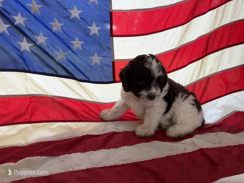 Grey – Miniature Aussiedoodle puppy for sale in Lake City, FL