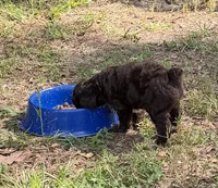 Pinky, a female Miniature Aussiedoodle for sale in Lake City, FL – 4 of 4