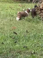 Pickle (White), a male Aussiedoodle and Miniature Aussiedoodle for sale in Lake City, FL – 5 of 8