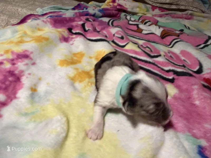 Lt blue – Aussiedoodle puppy for sale in Lake City, FL
