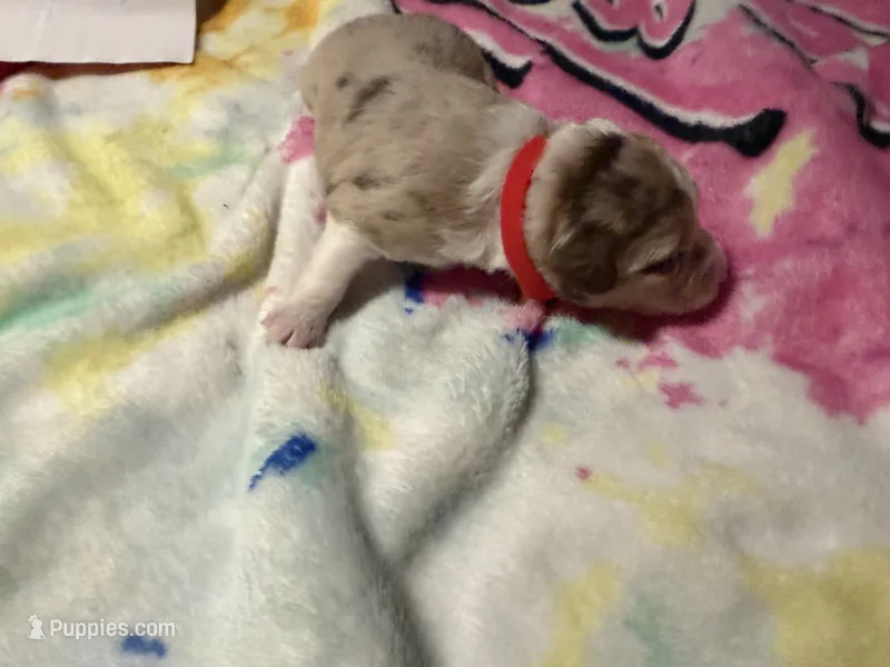 Red – Aussiedoodle puppy for sale in Lake City, FL