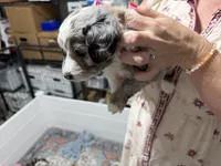 Tan, a female Aussiedoodle and Miniature Aussiedoodle for sale in Lake City, FL – 6 of 9