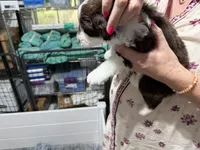 Blue, a male Aussiedoodle and Miniature Aussiedoodle for sale in Lake City, FL – 7 of 9