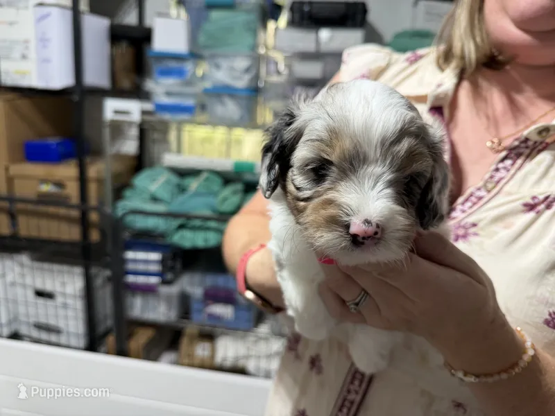 Lt blue – Aussiedoodle puppy for sale in Lake City, FL