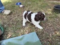 Light blue, a female Miniature Aussiedoodle for sale in Lake City, FL – 3 of 4