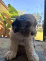 Lt blue, a male Aussiedoodle and Miniature Aussiedoodle for sale in Lake City, FL – 9 of 9