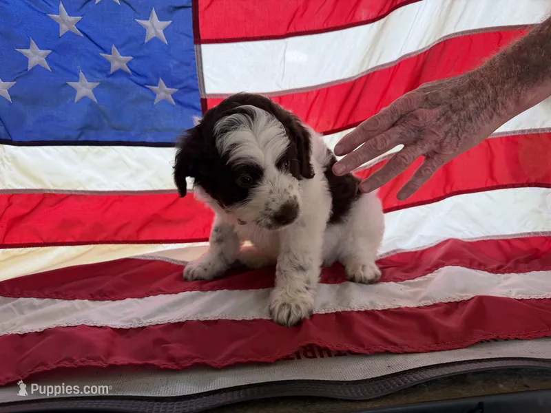 Brown – Miniature Aussiedoodle puppy for sale in Lake City, FL