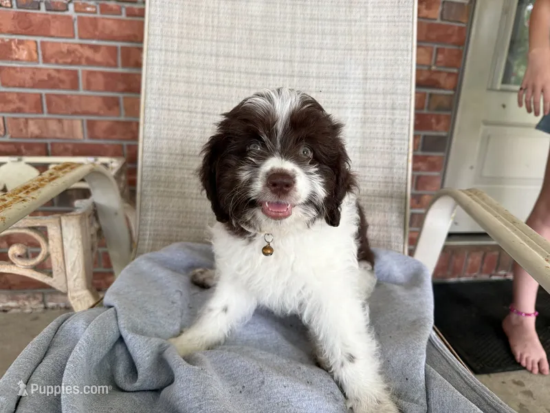 Light blue – Miniature Aussiedoodle puppy for sale in Lake City, FL