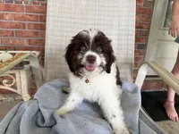 Light blue, a female Miniature Aussiedoodle for sale in Lake City, FL – 1 of 8